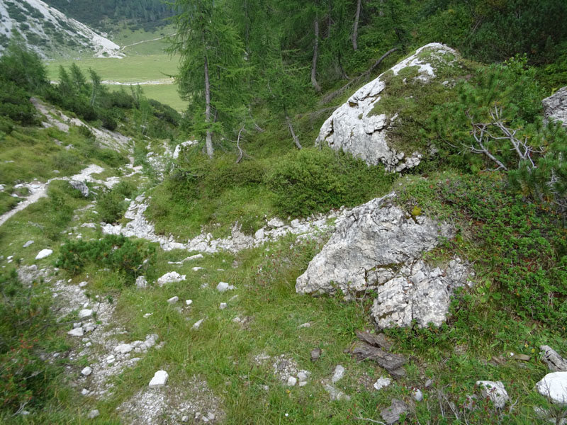 Mesotype verberata - Geometridae